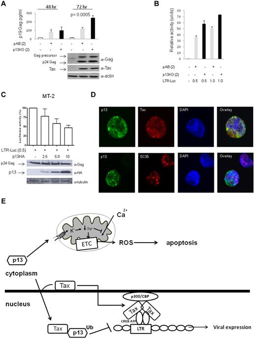 Figure 6. p13 modulates virus expression in HTLV-1–infected cells. (A) 293T cells were transfected with HTLV-1 molecular clones pAB (gray bars) or p13KO (black bars). Culture supernatants were harvested 48 and 72 hours after transfection and extracellular p19 Gag levels measured by ELISA assay. Western blot analysis for intracellular p24 Gag, Tax, and actin was performed on whole-cell lysates from 72-hour cultures. The values given are an average of 4 independent experiments. (B) Luciferase activity for the reporter construct LTR-Luc (0.5 μg or 1.0 μg) was measured for 293T cells transfected with HTLV-1 molecular clones pAB (gray bars) or p13KO (black bars). Values are an average of 2 independent experiments and are adjusted for transfection efficiency using pRLTK-Luc. (C) MT-2 cells were transfected with the reporter construct HTLV-1 LTR-Luc and without (−) and with increasing amounts of p13-HA. Lysates were immunoblotted for the expression of p24 Gag, p13-HA, and tubulin. Luciferase activity was measured 48 hours after transfection and normalized for protein concentration. Luciferase activity was set at 100% for cells transfected in the absence of p13-HA. SD is given for the average of 3 independent experiments. (D) MT-2 cells were transfected with p13-HA and, 48 hours after transfection, cells were added to fibronectin-precoated coverslips, fixed, and stained with anti-HA, anti-Tax, or anti-SC35 antibodies for analysis by confocal microscopy. DAPI staining identifies the cell nucleus. (E) Schematic representation of the predicted interplay between Tax and p13. Tax binds to the viral LTR in the nucleus through interaction with CREB. Tax activates transcription through the recruitment of basal transcription machinery and coactivators such as p300/CBP. The p13 protein expressed alone resides in the mitochondrial membrane, affects the electron transport chain (ETC), the membrane potential (Δψ), and the production of reactive oxygen species (ROS). In the presence of Tax, however, p13 is stabilized, becomes ubiquitinated, and part of it interacts with Tax, colocalizes with Tax to nuclear speckles, and reduces viral expression.60