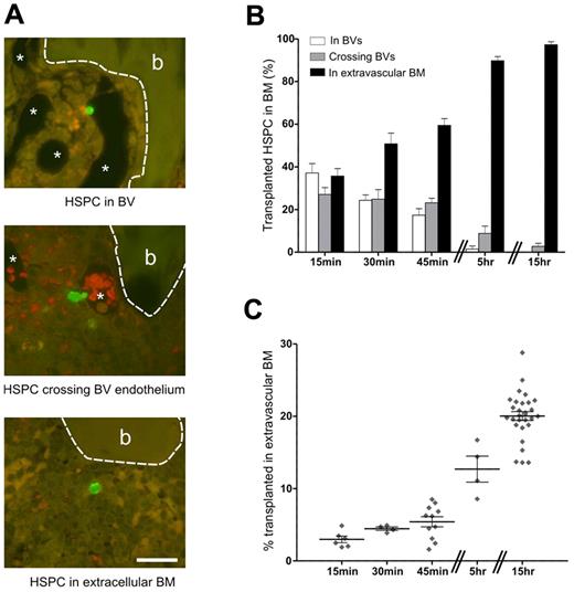 Figure 1. Transplanted HSPCs home rapidly to the BM where analysis of the spatial distribution of individual HSPCs reveals their location and allows an accurate assessment of homing efficiency. (A) At 15 minutes after transplantation, HSPCs are already in the BM and are classified as being within BVs (top image), crossing BV endothelium (middle image), or being within the extravascular space (bottom image). Because of perfusing the fixative through the BVs, these structures are mostly cleared of blood. The thin-walled endothelium is visible at higher magnification (not shown). In the middle micrograph, red blood cells remaining in the BV are distinguished by their reddish hue, which is a result of the dual filter used to visualize the images. *BV. Bone (b) is outlined by a dashed line. Scale bar represents 25 μm. Micrographs captured using a 60× (UPlanApo NA 1.2) objective on an Olympus BX51 microscope fitted with a SPOT RT-SE6 camera. (B) The percentage of HSPCs in each of these areas during the first 15 hours after transplantation is shown: 15 minutes, n = 7 (424 HSPCs); 30 minutes, n = 6 (287 HSPCs); 45 minutes, n = 8 (605 HSPCs); 5 hours, n = 3 (129 HSPCs); and 15 hours, n = 5 (635 HSPCs). (C) Homing efficiencies determined by flow cytometry were corrected for the percentage of HSPCs in vessels. Symbols represent individual recipients. (B-C) Experi-mental repeats are ≥ 2. Data are mean ± SEM.