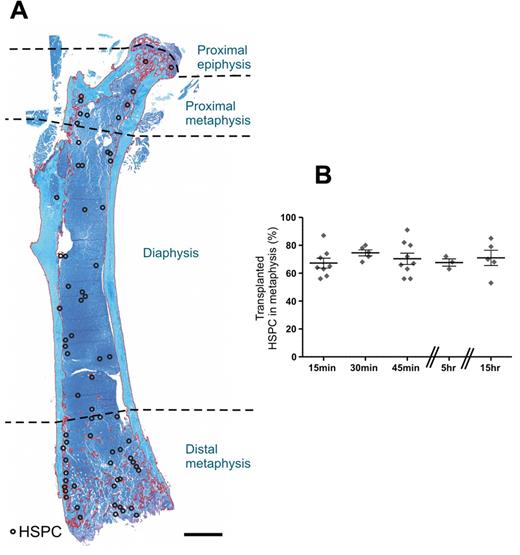 Figure 2. Transplanted HSPCs home preferentially to the trabecular-rich metaphysis. (A) Spatial distribution map of individual HSPCs within the femur 15 hours after transplantation. The map was constructed by transposing the spatial distribution of individual HSPCs (○) from 5 alternate serial sections onto a representative section taken from the beginning of the series. Toluidine blue stain. Scale bar represents 1 mm. Micrograph captured using a 10× (UPLSApo NA 0.4) objective on an Olympus BX51 microscope fitted with a SPOT RT-SE6 camera. Montage constructed with Photoshop CS2. (B) The spatial distribution of individual HSPCs from longitudinal sections of femur demonstrates a preferential distribution of HSPCs to the trabecular-rich metaphysis. Each symbol represents an individual recipient. Experimental repeats more than or equal to 2. Data are mean ± SEM.