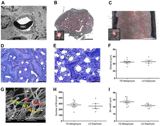 Figure 4. HSPCs within the metaphysis are close to BVs. Homing of HSPCs to the metaphysis is independent of the number and width of BM BV and distance between BVs. (A) Transmission electron micrograph revealing excellent preservation of BVs after perfusion fixation and embedding femurs in resin. RBC indicates red blood cell. Scale bar represents 2 μm. The orientation of BVs within the femur is taken into account for histomorphometric analyses. To obtain cross-sectional profiles of the BVs, femurs are cut transversely through the metaphysis (B) and longitudinally through the diaphysis (C). (B-C) Micrographs represent montages of more than or equal to 48 images captured at high magnification (40× objective, UPlanApo NA 0.85) using the Metamorph “slide scan” function on an Olympus IX81 microscope. Metamorph was used to automatically segment perfusion-cleared individual BVs, which are easily identified at full resolution. Vessels are outlined in red as shown at higher magnification in the insets of panels B and C. Cortical bone and trabeculae are outlined manually in blue. Scale bar represents 0.5 mm. BVs proximal to the growth plate (D) are smaller than those distal from the growth plate (E), where the main central sinus branches into the smaller metaphyseal vessels. Calculation of the distance between individual BVs assumes that most BVs are round and evenly distributed, as exemplified in both panels D and E. BVs are cleared of blood, enabling their clear identification. (E) *Lipid is well preserved because of osmium secondary fixation and cannot be confused with BVs (white areas). The trabecular bone is delineated by a dashed line. Micrographs were captured using a 40× (UPlanApo NA 0.85) objective on an Olympus BX51 microscope fitted with a SPOT RT-SE6 camera. Scale bar represents 50 μm. (B-E) Resin sections (1-μm toluidine blue-stained). (F) Histomorphometric analyses of 1 μm resin sections reveal the distance between BVs within the metaphysis and diaphysis. Each symbol represents individual mice. Data are mean ± SEM. (G) Scanning electron microscopy of vascular casts. Larger-diameter vessels indicative of the early branches of the central sinus are visible below the plane of focus (arrows). The micrograph shown is representative of 5 individual BV casts. (H) Average number of BVs/mm2 of cellular marrow is comparable between the metaphysis and the diaphysis. (I) The average widths of BVs in the metaphysis and diaphysis are not significantly different. Symbols represent individual mice. Experimental repeats ≥ 3. Data are shown as mean ± SEM.