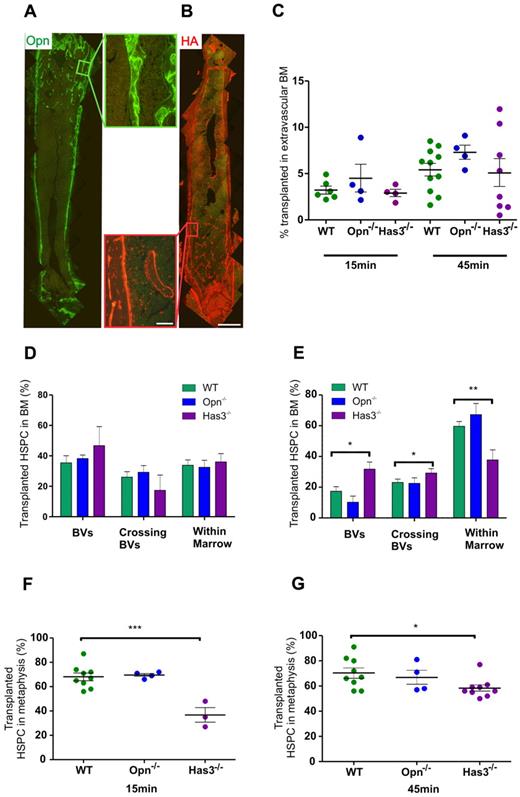 Figure 5. Opn and HA are highly expressed in the metaphysis and endosteal regions. Has3-synthesized HA significantly affects the ability of HSPC to transendothelially migrate into the metaphysis region at very early time points after transplantation. (A) Immunohistochemical staining of longitudinal femoral sections reveals strong expression of Opn around trabeculae in the metaphysis as evidenced at higher magnification (boxed region to the right of the image). (B) HA binding protein reveals strong expression of HA around trabeculae in the metaphysis as evidenced at higher magnification (boxed region to the left of the image). Scale bar represents 1 mm (low magnification images) and 100 μm (higher magnification images). Micrographs captured using a 10× (UPLSApo NA 0.4) objective on an Olympus BX51 microscope fitted with a SPOT RT-SE6 camera. Montages constructed with Photoshop CS2. (C) Homing of transplanted HSPC to the extravascular BM in recipients devoid of either Has3-synthesized HA or Opn. Data are corrected for the proportion of HSPC in BVs. (D) The distribution of HSPCs within the femur of recipients devoid of Has3-synthesized HA reveals an increased percentage in the BVs of Has3−/− recipients compared with WT at 15 minutes after transplantation. (E) At 45 minutes, there is a statistically significant increase in the percentage of HSPCs within the BVs of Has3−/− recipients, with a concomitant decrease in HSPCs within the cellular marrow. There is also a significantly higher percentage of HSPC crossing the BVs in Has3−/− recipients: WT 15 minutes, n = 7; Opn−/− 15 minutes, n = 4; Has3−/− 15 minutes, n = 3. WT 45 minutes, n = 8; Opn−/− 45 minutes, n = 4; Has3−/− 45 minutes, n = 9. Experimental repeats more than or equal to 3. *P = .01 (in BV). *P = .03 (crossing BVs). **P = .005 (in extravascular BM). (F) Homing of HSPCs in Has3−/− recipients exhibited an aberrant distribution with significantly less HSPC homing to the metaphysis. ***P < .001. (G) The spatial distribution defect was still evident after 45 minutes. *P = .02. (F-G) Symbols represent individual recipients. Experimental repeats ≥ 3. Data are mean ± SEM. See also supplemental Figures 1-3.