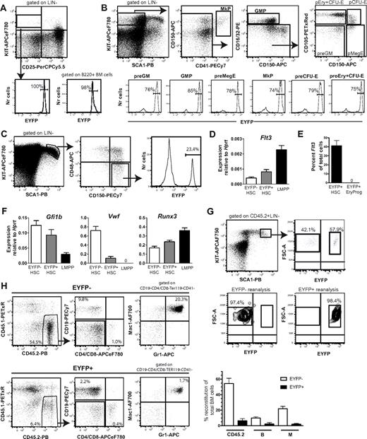 Figure 2. Flt3 fate mapping reveals that most erythroid and megakaryocyte progenitors are derived from Flt3-expressing progenitors. (A) EYFP expression in early thymic progenitors (LIN−CD25−KIT+; bottom left) and BM B220+ B-cell progenitors (bottom right) of Flt3-Cretg/+R26REYFP/+ mice. (B-C) Representative FACS profiles of EYFP expression in myeloid progenitor subsets (B) or LSKCD150+CD48− HSCs (also gated as FLT3−; C) in the BM of Flt3-Cretg/+R26REYFP/+ mice. Numbers in histograms are mean percentages from analysis of 3-6 mice. GMP indicates GM progenitor. (D) Quantitative RT-PCR analysis of Flt3 mRNA expression in EYFP− LSKFLT3−CD150+ CD48− and EYFP+ LSKFLT3−CD150+CD48− HSCs and LSKFLT3hi LMPPs isolated from 3-week-old Flt3-Cretg/+R26REYFP/+ mice. Mean (SEM) expression relative to Hprt, 50-100 cells/ well, 2-3 wells/mouse, 4 separate mice in total. (E) Single EYFP+ LSKFLT3−CD150+CD48− HSCs and EYFP+ Lin−SCA1+KIT−CD41−FcgR−CD150−CD105+ erythroid progenitors isolated from 4-week-old Flt3-Cretg/+R26REYFP/+ mice were analyzed for Flt3 mRNA expression. Data are expressed as mean (SEM) percentage of single Kit+ cells. A total of 64 single EYFP+ HSCs were sorted in total, of which 63 cells were Kit+, and 24 single EYFP+ erythroid progenitors were sorted, of which 24 were Kit+. (F) Quantitative PCR analysis of VWF, Gfi1b, and Runx3 expression in EYFP+ LSKFLT3− CD150+CD48−, EYFP− LSKFLT3−CD150+CD48− HSCs, and LSKFLT3hi LMPPs isolated from 3-week-old Flt3-Cretg/+R26REYFP/+ mice. Mean (SEM) expression relative to Hprt, 50-100 cells/well, 2-3 wells/mouse, 4 separate mice in total. (G) Two million BM cells from Flt3-Cretg/+R26REYFP/+ CD45.2 mice were transplanted into lethally irradiated CD45.1 recipients. At 8 weeks after transplantation, donor-derived (CD45.2) LSKEYFP+ and LSKEYFP− cells were sorted for secondary transplantation. FACS profiles show representative distribution of LSKEYFP− and LSKEYFP+ cells in primary recipients and purity analysis after sorting. (H) Five thousand purified LSKEYFP− and LSKEYFP+ cells from primary recipients of Flt3-Cretg/+R26REYFP/+ CD45.2+ BM cells were transplanted in competition with 300 000 WT CD45.1 BM cells into secondary recipients. At 6 months after transplantation, BM from recipients who underwent transplantation was analyzed for contribution of CD45.2+ cells toward the B-cell and myeloid cell lineages. To the left FACS profiles from representative mice. Percentages are mean values relative to total BM cells. To the right mean (SD) contribution in a total of 4-6 recipients each of transplanted LSKEYFP+ and LSKEYFP− cells toward total (CD45.2+), B (CD19+) and myeloid (Gr1+Mac1+) lineages at 6 months after transplantation.