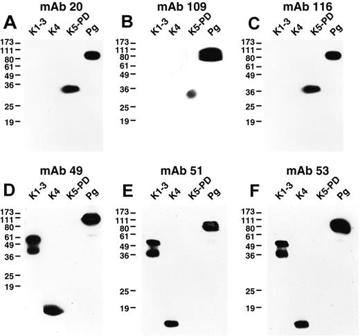 Figure 1. Western blotting of anti-Pg mAbs. Glu-Pg, K1-3, K4, and K5-PD were each electrophoresed on 12.5% SDS gels under nonreducing conditions and Western blotted with the indicated mAbs (panels A-F). In controls, no bands were detected when normal mouse IgG was used as first Ab (data not shown).