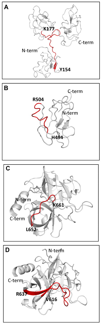 Figure 7. Ribbon diagram of epitopes recognized by anti-Pg-RIBS mAbs. (A) Pg kringles 1-3 (PDB ID 1KIO, gray) showing mAb 51 binding residues Y154-K177 (red ribbon and bold characters). (B) Pg kringle 5 (PDB ID 5HPG, gray) showing mAb 109 binding residues H494-R504 (red ribbon and bold characters). (C) Pg protease domain (PBD ID 1L4D, gray) showing mAb 109 binding residues L652-K661 (red ribbon and bold characters). (D) Pg protease domain (PBD ID 1L4D, gray) showing mAb 116 binding residues V616-R637 (red ribbon and bold characters).