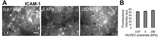 Figure 2. Immunostaining indicates no change in ICAM-1 expression with substrate stiffness. ICAM-1 was measured as a function of HUVEC substrate stiffness using a fluorescently tagged antibody to ICAM-1 on nonpermeabilized TNF-α-activated HUVEC monolayers. Fluorescence images were taken over many locations on the nonpermeabilized HUVEC monolayer surface (A), and intensity (in arbitrary units, au) was quantified using ImageJ software (B). Scale bar in panel A is 20 μm and applies to all images. Substrate stiffness is indicated in the upper left corner of each image in panel A. Bars represent average of at least 20 images from each of 2 independent experiments. Error bars represent SE. ANOVA indicates that P > .05 among stiffnesses.