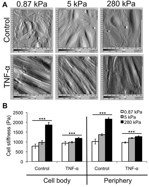 Figure 3. AFM data reveal only a slight increase in TNF-α-activated HUVEC stiffness with substrate stiffness. (A) AFM was used to obtain deflection images for HUVEC monolayers on 0.87-, 5-, and 280-kPa substrates, both under control and TNF-α-treated conditions. Deflection images are 90 μm × 90 μm. (B) AFM was also used to quantify the Young modulus (“stiffness”) of HUVEC monolayers as a function of substrate stiffness in the control (no TNF-α) and after TNF-α treatment. The stiffness of the “cell body” region (raised portion of the cell) and periphery (flattened region just around the raised portion) were quantified separately. Bars represent average stiffness from N force curves from 3 independent experiments. Error bars represent SE. N = 47, 50, and 89 on control monolayers on 0.87, 5, and 280 kPa, respectively, at the cell body. N = 381, 351, and 334 on control monolayers on 0.87, 5, and 280 kPa, respectively, at the periphery. N = 96, 121, and 160 on TNF-α-activated monolayers on 0.87, 5, and 280 kPa, respectively, at the cell body. N = 396, 357, and 399 on TNF-α-activated monolayers on 0.87, 5, and 280 kPa, respectively, at the periphery. ***P < .001 (using ANOVA). On 280 kPa, P < .001 between control and TNF-α at both cell body and periphery using Student t test.