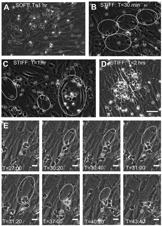 Figure 4. Neutrophil transmigration on stiff substrates causes injury to the monolayer. Shown are representative phase-contrast images of the HUVEC monolayer after neutrophil transmigration on (A) a soft (0.87-kPa) substrate and (B-C) stiff (280-kPa) substrates. Time after plating neutrophils onto the HUVEC monolayers (T) is shown at the top of each image. Large holes commonly form in monolayers on stiff substrates after transmigration and are outlined in panels B and C by white dotted lines. (D) Also shown is a phase-contrast image of a monolayer on a 280-kPa substrate at approximately 2 hours after plating neutrophils. Significant neutrophil accumulation in the area of the hole has occurred. Scale bar in panel D is 50 μm and applies to images in panels A-D. (E) Shown is a time sequence of a hole forming and then healing on a 5-kPa substrate. Time after plating neutrophils is indicated at the bottom of each image. The scale bars on all images in panel E are 20 μm.