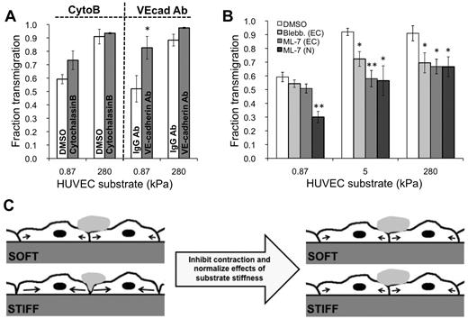 Figure 6. MLCK mediates substrate stiffness-dependent neutrophil transmigration. (A) TNF-α–activated HUVEC monolayers were pretreated with appropriate control (DMSO or IgG antibody), cytoB, or VE-cadherin antibody (VEcad Ab) for one hour. Neutrophils were plated onto the HUVECs, and the fraction of transmigration was quantified on soft (0.87 kPa) and stiff (280 kPa) substrates. (B) TNF-α–activated HUVEC monolayers were pretreated with DMSO, blebbistatin, or ML-7. Neutrophils were plated onto the HUVECs, and the fraction of transmigration was quantified on soft (0.87 kPa), intermediate (5 kPa), and stiff (280 kPa) substrates. Also shown is the fraction of transmigration for ML-7–treated neutrophils through TNF-α–treated monolayers. (A-B) Bars represent average fraction of transmigrated cells. Error bars represent SE from at least 3 independent experiments. (A) *P < .05 with IgG antibody control using Student t test. (B) *P < .05, **P < .01 between treated monolayers and DMSO control using Student t test. (C) Schematic illustrating a possible mechanism for how pretreatment of HUVEC monolayers with ML-7 normalizes the effects of substrate stiffness in neutrophil transmigration. Before ML-7 treatment (left), neutrophil adherence to the endothelium induces a signaling cascade, which activates MLCK and results in endothelial cell contraction (black arrows) and gap formation. Because the cells can presumably exert more traction on a stiffer substrate, they are capable of creating larger gaps on the stiff substrate, ultimately allowing more neutrophils to transmigrate through. Treatment of the endothelium with ML-7 causes inhibition of contraction on the stiff substrate. The soft substrate is unaffected, possibly because contraction was already suppressed to some degree, and ML-7 treatment did not produce further effects.