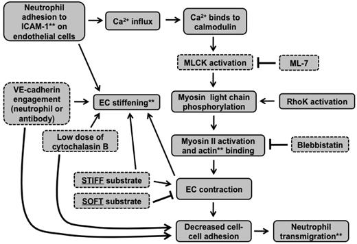Figure 7. Signaling cascade initiated by neutrophil adhesion to ECs is affected by substrate mechanical properties. This flow chart indicates how our results fit into the signaling cascade initiated by neutrophil adhesion to ICAM-1 on the endothelium. **Cellular components were measured using various microscopic techniques. Components outlined with dotted lines were varied experimentally.