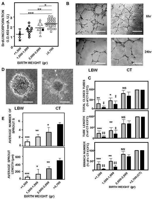 Figure 2. In vitro angiogenic functions of LBW-ECFCs and CT-ECFCs. ECFCs were used at passage 3 as described in “Methods.” (A) Proliferation assayed by BrdU incorporation in 10 000 ECFCs. Results were expressed in arbitrary units of spectrophotometric measurements. Filled symbols indicate LBW preterm neonates with IUGR: (★), 680 g, 29 weeks; (●), 930 g, 31 weeks; (▾), 940 g, 32 weeks; (▴), 1700 g, 35 weeks; and (■), 2000 g, 36 weeks. Data are mean ± SEM of 25 independent experiments performed in triplicate. *P < .03. **P < .01. ***P < .001. (B) Representative experiment of capillary tube formation by ECFCs from a < 1500-g VLBW neonate and a > 2700-g control neonate. A total of 20 000 ECFCs/well were seeded on top of growth factor-reduced Matrigel. Tube formation was analyzed 6 and 24 hours later on a phase-contrast microscope (original magnification 20×/0.45). Scale bars represent 50 μm. Representative experiment in capillary tube formation by ECFCs from a < 1500-g VLBW neonate at 6 (i) and 24 hr (ii) and a > 2700-g control neonate at the same times (iii-iv). (C) Relative quantification of total tube (top panel), tube length (central panel), and branches (bottom panel) according to birth weight at 6 hours (gray bars) and 24 hours (black bars). Data are mean ± SEM of 25 independent experiments, each performed in triplicate. *P < .05, **P < .01, ***P < .001 vs CT at 6 hours. ‡P < .05, ‡‡P < .02 vs CT at 24 hours. (D) Representative experiment of capillary-like sprout formation from 3D spheroids obtained with ECFCs from < 1500-g extremely LBW neonate (i) and > 2700-g control neonate (original magnification ×20). Scale bars represent 50 μm. Representative experiment of capillary-like sprout formation from 3D spheroids obtained with ECFCs. (E) Quantification of sprout numbers (top panel) and sprout length (bottom panel) formed by ECFCs according to birth weight. Data are mean ± SEM of 10 independent experiments performed in triplicate. (), 6 hours: *P < .06, **P < .01, ***P < .001. (), 24 hours: ‡P < .001, ‡‡P < .01. NS indicates not significant.