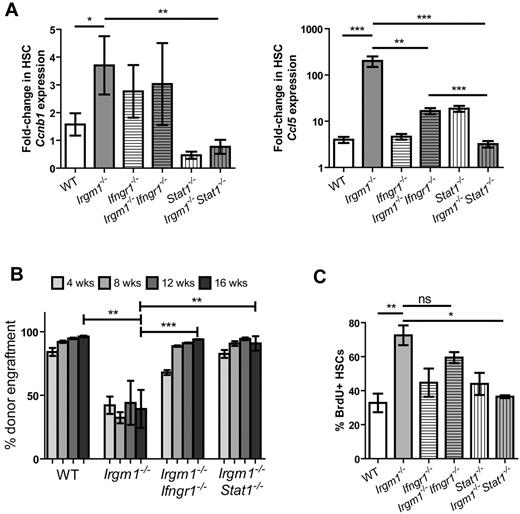 Figure 2. Mutations in Ifngr1 and Stat1 rescue phenotypic and functional defects in Irgm1-deficient HSCs. (A) Gene expression of Ccnb1 and Ccl5 in HSCs (CD150+ SPKLS) from WT, Irgm1−/−, Ifngr1−/−, Irgm1−/−Ifngr1−/−, Stat1−/−, and Irgm1−/−Stat1−/− was analyzed by the use of quantitative RT-PCR. Bars represent n = 3. (B) Noncompetitive BM transplants were performed by the use of WBM from CD45.2 WT, Irgm1−/−, Irgm1−/−Ifngr1−/−, or Irgm1−/−Stat1−/− donors at a dose of 2 × 106 cells. Engraftment was monitored by flow cytometric analysis of peripheral blood chimerism at the indicated time points. n = 3-5 for each bar. (C) HSC proliferation status was assessed by in vivo BrdU labeling. CD150+ SPKLS cells were purified from mice after 3 days of exposure to BrdU. The percentage of CD150+ SPKLS cells that incorporated BrdU during the labeling period is indicated. Bars indicate the mean and SEM and are representative of 2 independent experiments, each performed in triplicate. *P < .05, **P < .01, ***P < .001.