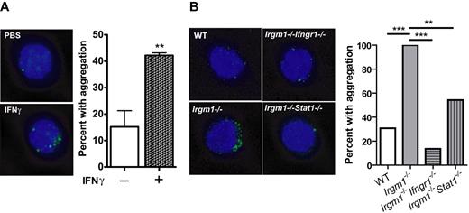 Figure 3. Irgm1-deficient HSCs exhibit excessive IFN-induced autophagy. (A) LC3-GFP HSCs (CD150+ SPKLS) were isolated and treated with IFNγ in vitro. Representative examples as well as proportions of cells with aggregation are shown for all experiments, each repeated 2 or 3 times with at least 40 cells visualized per cohort. (B) HSCs (CD150+ SPKLS) were isolated from WT, Irgm1−/−, Irgm1−/−Ifngr1−/−, and Irgm1−/−Stat1−/− mice and analyzed for LC3 aggregation by immunofluorescence. Data are representative of 2 independent experiments. *Indicates that the proportions are statistically different with 95% confidence according to a 2-sample test of proportions with P < .05.