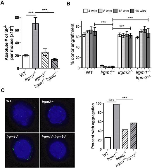 Figure 4. Irgm1−/− HSC function is rescued by the addition of homozygous disruption of Irgm3. (A) The absolute number of SPL cells per mouse is indicated. Data are representative of 2 experiments, each performed in triplicate. (B) Competitive BM were performed with the use of 2 × 106 WBM cells from CD45.2 WT, Irgm1−/−, Irgm3−/−, or Irgm1−/−Irgm3−/− donors admixed with 2 × 106 WBM competitor cells from CD45.1 WT mice. Data are representative of 2 independent experiments, each with 5-6 recipients per cohort. (C) LC3 aggregation was determined by immunohistochemistry in HSCs (CD150+ SPKLS) of WT, Irgm1−/−, Irgm3−/−, or Irgm1−/−Irgm3−/− mice. A minimum of 40 cells was assessed per genotype, and the percentage of cells with LC3 aggregation is shown in the bar graph. Data are representative of 2 independent experiments. The proportions are statistically different with 95% confidence according to a 2-sample test of proportions. ***P < .001.