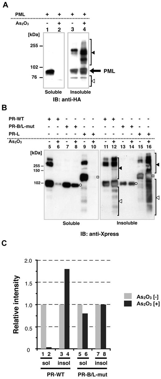 Figure 4. Protein localization of PML and its fusion proteins in soluble and/or insoluble fractions with or without As2O3. (A) HA-PML was overexpressed in HeLa cells with or without As2O3 (10μM for 2 hours), and the whole-cell lysate (soluble) and pellets (insoluble fraction) were obtained for immunoblotting. Black and white arrowheads indicate modified/oligomerized and degraded PML, respectively. (B) The same assay described in panel A was performed using PR-WT, PR-B/L-mut, and the long form of PML-RARA (PR-long). White circles indicate PR-WT or PR-B/L-mut and white squares indicate PR-long protein. Black and white arrowheads indicate modified/oligomerized and degraded fusion proteins, respectively. Note that neither protein transportation from the soluble to insoluble fraction (lanes 7 vs 8 and 13 vs 14) nor modified/oligomerized or degraded proteins after treatment with As2O3 (lanes 8 and 14) were observed with PR-B/L-mut. (C) Protein expression levels in panel B were measured using BioMax 1D software, and the relative intensity is depicted as a bar graph.