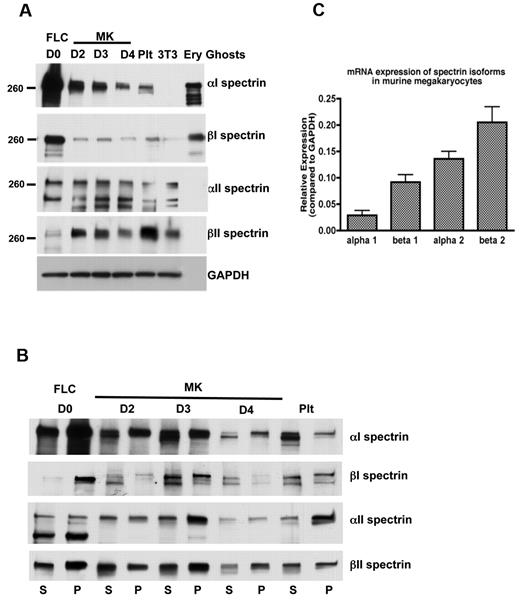 Figure 2. Spectrin isoforms in megakaryocytes and platelets. (A) Immunoblot showing the presence of erythroid and nonerythroid spectrin isoforms in MKs and platelet lysates. Isoform-specific antibodies were used to identify α1, β1, α2, and β2 spectrins in MKs at different stages of maturation and in platelets (Plt). Accordingly, α2 and β2 antibodies failed to recognize the erythroid spectrin isoforms in lysates of erythrocyte ghosts, whereas α1 and β1 antibodies identified the erythroid spectrin isoforms in the erythrocyte ghosts. Murine fibroblasts (3T3 Swiss) were used as a negative control for α1 and β1 spectrins. GAPDH was used as a loading control. Blots show anti-spectrin isoform labeling during different days of megakaryocyte culture: FLCs (day 0) and MKs at different stages: day 2, young MKs; day 3, MKs just before producing proplatelets; day 4, MKs after producing proplatelets. (B) Immunoblot analysis showing the distribution of spectrin isoforms in the pelleted (P) actin cytoskeleton and soluble (S) fractions of FLCs, MKs, and platelets. A higher fraction of αII and βII spectrin isoforms associated with the cytoskeletons in MKs just before making proplatelets (day 3), compared with other MK stages. Western blots from 3 different experiments were quantified by densitometry (supplemental Figure 6). (C) Quantitative PCR. The relative mRNA expression (compared with GAPDH) of spectrin isoforms in MKs determined by quantitative RT-PCR. Nonerythroid spectrins (α2 and β2 spectrins) were expressed at higher levels than erythroid isoforms (α1 and β1 spectrins) in MKs.