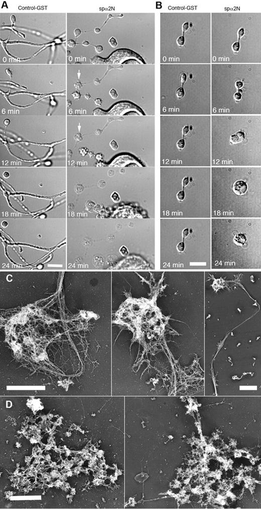 Figure 6. Effect of spα2N1 on proplatelets. (A-B) Time-lapse DIC micrographs of permeabilized (0.4% OG) proplatelets treated with GST control polypeptide (left panels) and the spectrin-disrupting polypeptide spα2N1 (right panels) show that proplatelets treated with control GST maintain their “beads-on-a-string” structure and branches. In contrast, platelet-sized beads on proplatelets treated with spα2N1 blebbed and then underwent extensive swelling. After treatment with spα2N1, barbell-shaped proplatelets first blebbed and then fused their 2-platelet-sized swellings, forming a preplatelet-sized spheroid. (C-D) Electron micrographs of representative cytoskeletons from permeabilized proplatelets treated with either GST-control (C) or spα2N1 peptide (D). Scale bars indicate 5 μm. The cytoskeletons of GST-treated cells remain intact, whereas the cytoskeletons of spα2N1-treated cells are disrupted and aggregated.