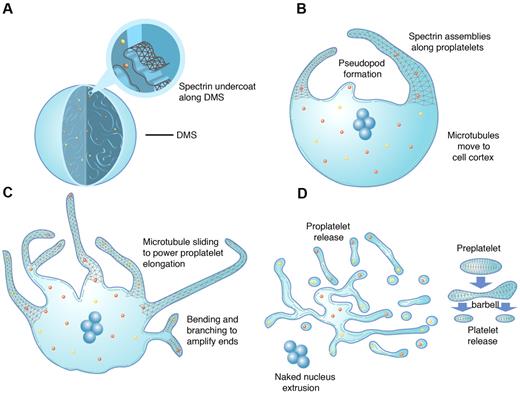 Figure 7. Model of platelet production as suggested by present data and previous studies. As MKs transition from immature cells (A) to released platelets (D), a systematic series of events occurs. (A) MKs develop a highly IMS as they mature. Assembly of the spectrin-based membrane skeleton is involved in the formation of the IMS, providing a membrane reservoir for future formation of proplatelets. (B) Proplatelet production begins with the extension of large pseudopodia that use unique cortical bundles of microtubules to elongate and form thin proplatelet processes with bulbous ends. Proplatelet membranes are lined with a spectrin undercoat. Proplatelet termini contain a bundle of microtubules that loop on themselves. (C) Proplatelet elongation requires the sliding of microtubules past one another, driven by the molecular motor cytoplasmic dynein. As proplatelets elongate, expansion of the membrane surface area requires the outflow of the IMS, a process that likely requires remodeling of the membrane skeleton. Microtubules function as the highways on which mitochondria and granules traffic to the tips of proplatelets. Actin promotes the branching and amplification of proplatelet tips, representing a mechanism to increase the numbers of proplatelet ends, and ultimately, platelets. (D) The entire MK cytoplasm is converted into a mass of proplatelets and preplatelets (anucleate discoid particles 2-10 μm across), which are released from the cell. Preplatelets reversibly convert into barbell proplatelets, a process that is driven by twisting microtubule-based forces. The membrane skeleton stabilizes this barbell form. Platelets release from proplatelet ends after the final fission event. The nucleus is eventually extruded from the mass of proplatelets.