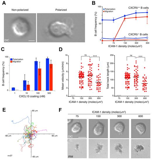 Figure 1. Naive B-cell dynamics on 2-dimensional membranes. (A) DIC images of representative nonpolarized and polarized naive B cells on ICAM-1–containing membranes, coated with 100nM CXCL13. Scale bar indicates 2 μm. (B) Frequency of naive B-cell polarization and migration on membranes containing ICAM-1 at different densities and coated with 100nM CXCL13. Filled symbols indicate wild-type B cells; open symbols, CXCR5-deficient B cells. (C) Frequency of naive B-cell polarization and migration on ICAM-1 (150 molecules/μm2)–containing membranes coated with different concentrations of CXCL13. Values for mean velocity and total track length (D) and tracks of migratory B cells (E) on ICAM-1–containing membranes coated with 100nM CXCL13. (F) Representative DIC and IRM images of naive B cells on ICAM-1–containing membranes at specified densities and CXCL13 coating (100nM). Scale bar indicates 5 μm. Data in panels B and C represent the mean ± SEM of 4 experiments; data in panels D and E correspond to the merge of 3 experiments. Gray bar indicates not detected; ns, not significant. ***P < .0001.
