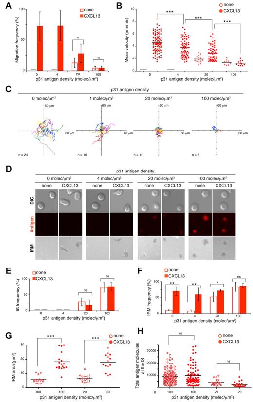 Figure 2. B-cell migration and IS formation in response to CXCL13 and antigen stimuli. Frequency of migration (A) and mean velocity (B) of 3-83 B cells on membranes with tethered p31 at different densities alone or with CXCL13. (C) Tracks of migratory 3-83 B cells in the presence of tethered p31 at the specified densities with CXCL13. (D) Representative DIC, fluorescent antigen, and IRM images at 30 minutes of naive 3-83 B cells settled on membranes bearing p31 at the indicated densities alone or with CXCL13. Scale bar indicates 5 μm. Frequency of IS formation estimated by fluorescence (E) and frequency (F) and area of B cell:membrane contacts estimated by IRM (G) 30 minutes after 3-83 B cells settling on membranes. (H) Total antigen molecules accumulated at the 3-83 IS established after 30 minutes on membranes with tethered p31 at the indicated densities alone or with CXCL13. All experiments were performed in the presence of ICAM-1 (150 molecules/μm2). Data in panels A, E, and F represent the means ± SEM of 4 experiments; data in panels B, C, and H correspond to the merge of 3 experiments; data of a representative experiment are shown in panel G. Gray bar indicates not detected; ns, not significant. *P < .05; **P < .001; ***P < .0001.