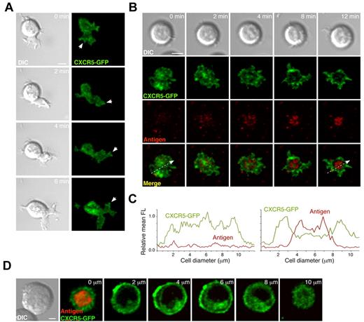 Figure 3. CXCR5 distribution at the contact site of migratory B cells and at the B-cell IS. (A) Representative DIC and fluorescence images at the contact site of a typical migratory A20 B cell in the absence of tethered antigen at the indicated times. White arrows indicate aggregates of CXCR5-GFP at the tips of the leading edge. Scale bar indicates 5 μm. (B) DIC and fluorescent images of a representative A20 B cell forming the IS after surrogate antigen (anti-κ mAb) recognition on the membrane. Scale bar indicates 5 μm. (C) Profiles of relative mean fluorescence distribution of CXCR5-GFP (green line) and antigen (red line) at the contact site of the A20 B cell with the membrane at 0 minutes (left; white arrow at bottom left panel in B) and 12 minutes (right; white arrow at bottom right panel in B). (D) Serial z-stack sections taken every 2 μm of a representative A20 B cell with an established IS on membranes with tethered surrogate antigen. Scale bar indicates 2 μm. All experiments were performed in the presence of ICAM-1 (150 molecules/μm2).