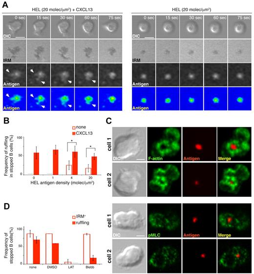 Figure 5. CXCL13/CXCR5 signaling promotes membrane ruffling and LFA-1–supported contacts to enhance antigen gathering at the B-cell IS. (A) Time-lapse DIC, IRM, and fluorescence antigen images (in gray scale and color-coded scale) of representative MD4 B cells on membranes with tethered HEL (20 molecules/μm2) alone or with CXCL13. White arrows indicate monitored antigen gathering. Scale bar indicates 5 μm. (B) Proportion of halted MD4 B cells showing membrane ruffles on membranes bearing HEL at the specified density alone and with CXCL13. (C) DIC and fluorescent images for antigen, F-actin, and pMLCs of 2 representative fixed MD4 B cells in each case on CXCL13-coated membranes tethered with HEL (20 molecules/μm2). Scale bar indicates 2 μm. (D) Frequency of stopped MD4 B cells that show target membrane contact (IRM+) and extend ruffles (estimated by DIC) on CXCL13-coated membranes with tethered HEL after treatment with 0.1% DMSO (carrier), 0.5μM latrunculin A (LAT), 50μM blebbistatin (Blebb), or no treatment (none). All experiments were performed in the presence of ICAM-1 (150 molecules/μm2). Data in panels B and D represent the mean ± SEM of 4 experiments. Gray bar indicates not detected. *P < .05.