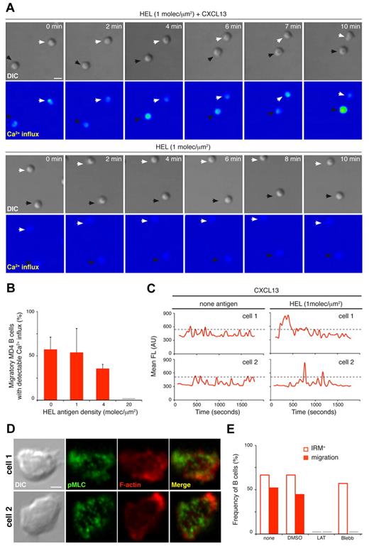 Figure 6. CXCL13/CXCR5 signaling establishes an LFA-1–supported kinapse to facilitate BCR signal integration on motile B cells. (A) Time-lapse DIC and fluorescence images (Ca2+ influx, color-coded scale) of representative MD4 B cells on membranes with tethered HEL (1 molecule/μm2) alone or with CXCL13. White and black arrows identify B cells monitored in each condition. Scale bar indicates 5 μm. (B) Proportion of migratory MD4 B cells showing Ca2+ influx on membranes bearing HEL at the specified density and with CXCL13; data represent the means ± SEM of 4 experiments. (C) Ca2+ influx profiles of single migratory MD4 B cells on CXCL13-coated membranes with no antigen or tethered HEL (1 molecule/μm2). Profiles of 2 representative cells are shown in each case; dashed black line indicates maximum Ca2+ signal for only chemokine stimuli. (D) DIC and fluorescent images for F-actin (red) and pMLC (green) of 2 representative fixed MD4 B cells on CXCL13-coated membranes in the absence of antigen. Scale bar indicates 2 μm. (E) Frequency of B cells that show target membrane contact (IRM+) and migration (estimated by DIC) on CXCL13-coated membranes in the absence of antigen after treatment with 0.1% DMSO (carrier), 0.5μM latrunculin A (LAT), 50μM blebbistatin (Blebb), or no treatment (none); data of one representative experiment are shown. Gray bar indicates not detected. All experiments were performed in the presence of ICAM-1 (150 molecules/μm2).