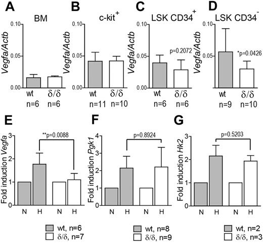 Figure 1. Vegfa expression is reduced in LSK CD34− cells from Vegfaδ/δ BM but not in more differentiated BM cells. Vegfa expression was measured by Q-RT-PCR in (A) unfractionated BM, (B) c-kit enriched cells, (C) LSK CD34+ cells (P = .2072, t test), and (D) LSK CD34− cells (*P = .0426, t test) from Vegfaδ/δ or WT mice. Vegfa expression was normalized to Actb expression. Bars represent mean ± SD. mRNA levels of (E) Vegfa (*P = .0088, t test), (F) Pgk1 (P = .8924, t test), and (G) Hk2 (P = .5203, t test) were measured in c-kit enriched cells from Vegfaδ/δ or WT mice previously incubated in normoxic or hypoxic conditions for 12 hours. Data in panels E,F, and G are presented as fold increase in gene expression compared with normoxia. Bars represent mean ± SD. Results shown are data combined from 3 independent experiments. N = normoxia, H = hypoxia.