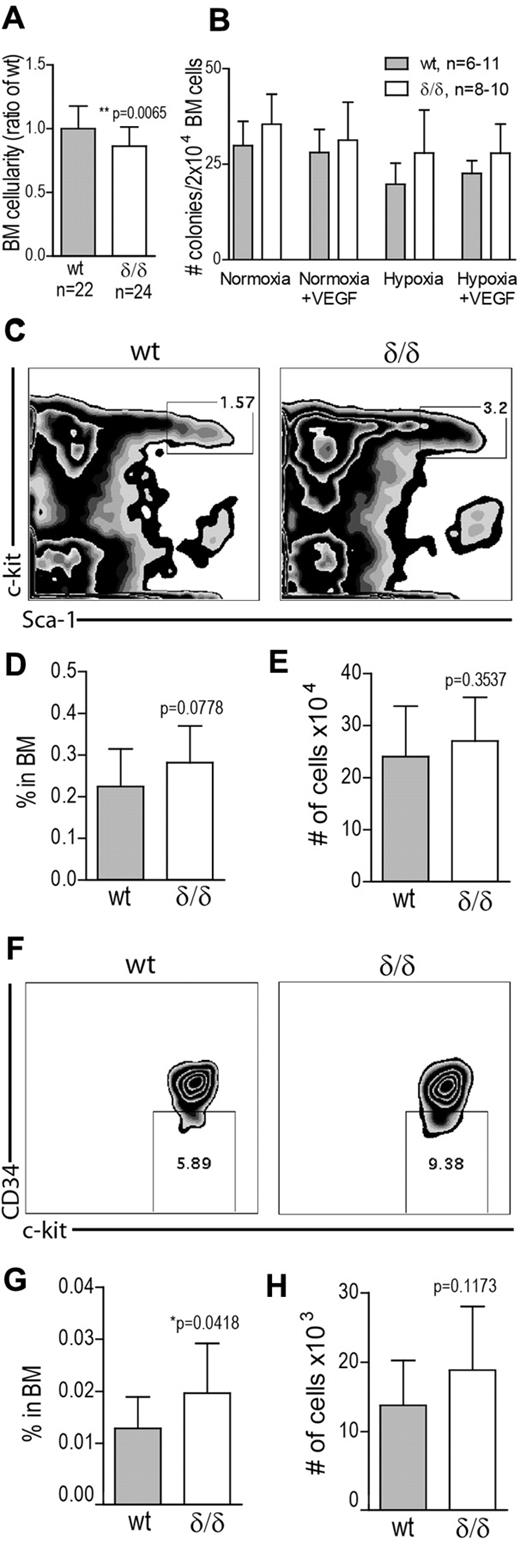 Figure 4. HSPC frequency is increased in BM with defect hypoxia-regulated Vegfa expression. (A) BM cellularity was determined by counting mononuclear cells from femur, tibia, and iliac crest from Vegfaδ/δ or WT mice. Data are presented as ratio of WT BM cellularity and results shown are combined data from 8 independent experiments. Bars represent mean ± SD, **P = .0065, t test. (B) Total CFU frequency was measured by plating 2 × 104 BM cells/mL in methylcellulose, with or without mVEGFA, followed by incubation in normoxia or hypoxia for 7 days. Results shown are data combined from 4 independent experiments. (C) The frequency of LSK cells in the BM was measured by FACS analysis. Representative FACS plots of lineage− gated cells. (D) Percentage LSK cells in BM. (E) Total number of LSK cells per 2 × femur and tibia. Results shown in D-E are data combined from 5 independent experiments. Bars represent mean ± SD, n = 15-17 mice per genotype. P values are from t test. (F) The frequency of LSK CD34− cells in BM was measured by FACS analysis. Representative FACS plots of LSK gated cells. (G) Percentage LSK CD34− cells in BM. (H) Total number of LSK CD34− cells per 2 × femur and tibia. Results shown in G-H are data combined from 4 independent experiments. Bars represent mean ± SD, n = 13 mice per genotype. P values are from t test.