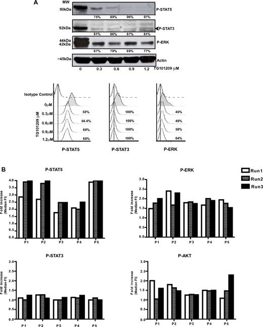 Figure 1. Comparison of flow cytometric quantification of specifically phosphorylated signaling intermediates (phospho-flow) to Western blotting. (A) HEL cells were treated with different concentrations of the JAK2-selective agent TG101209 for 4 hours. Aliquots were taken from each concentration and divided in half, with one half analyzed by Western blotting (top panel) and the other half by phospho-flow analysis (bottom panel). The percent inhibition by each method is shown. Inhibition of phospho-STAT5, phospho-STAT3, and phospho-ERK was demonstrated using both methods. (B) To ensure that the phospho-flow assay was robust and reproducible in patient samples, we performed repeat experiments, assessing 4 signaling pathways (phospho-ERK, phospho-STAT5, phospho-STAT3, and phospho-AKT) in each experiment for 5 patients. For each patient, experiments were performed in triplicate, each at a different time point, from frozen aliquots of cells. A high degree of correlation can be seen between runs for each individual patient.