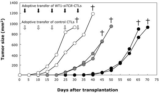 Figure 5. Antileukemia effect of adoptively transferred WT1-siTCR–transduced CTLs in a xenograft mouse model. WT1-siTCR–transduced CTLs and non–gene-modified human CD8+ T cells (control CTLs) were prepared from peripheral blood CD8+ T cells. NOG mice were inoculated with K562-A*24:02 cells preincubated with WT1-siTCR–transduced CTLs or control CTLs with or without additional cell therapy. (○) represents the growth of leukemia cells in 2 control mice inoculated with K562-A*24:02 cells preincubated with control CTLs and into which control CTLs were transferred weekly; gray circles, leukemia cell growth in 2 mice inoculated with K562-A*24:02 cells preincubated with WT1-siTCR–transduced CTLs without additional transfer of CTLs; and (●), the growth of leukemia cells in 2 mice inoculated with K562-A*24:02 cells preincubated with WT1-siTCR–transduced CTLs, and into which WT1-siTCR–transduced CTLs were additionally transferred weekly. The time points (in days) after transplantation of K562-A*24:02 cells when the mice died are indicated.