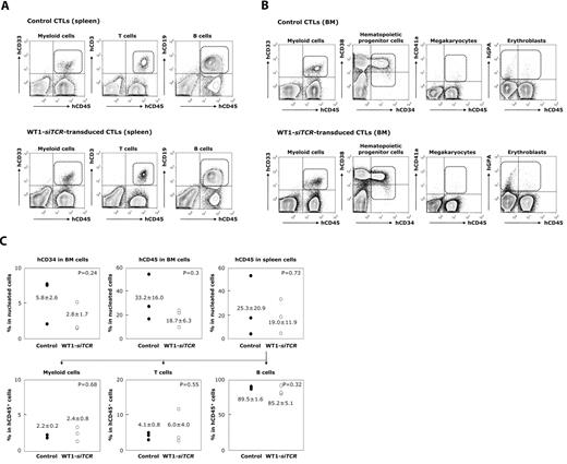 Figure 6. Lack of an inhibitory effect of WT1-siTCR–transduced CTLs on human hematopoiesis in a humanized mouse model. HLA-A*24:02-positive hCB-CD34+ cells preincubated with autologous WT1-siTCR–transduced CTLs or non–gene-modified autologous CTLs (as a negative control) were transplanted into NOG mice. Three months later, the mice were killed and examined for engraftment and differentiation of human hematopoietic progenitor cells in the spleen and bone marrow. (A) Representative data for 3 experiments. (B) Summary of long-term hematopoiesis of engrafted human hematopoietic progenitor cells in the bone marrow and spleen of mice transplanted with hCB-CD34+ cells that had been preincubated with control CTLs or WT1-siTCR–transduced CTLs.