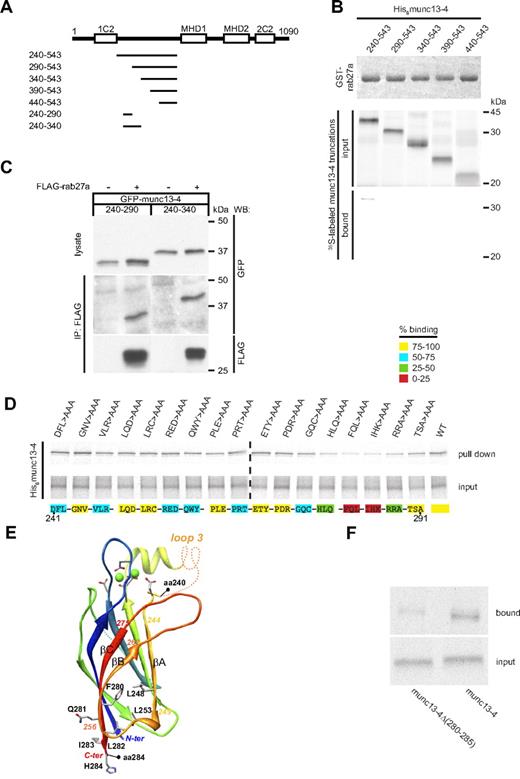 Figure 1. Critical residues in munc13-4 required for rab27 binding. (A) Organization of munc13-4 and truncations used in this study. (B) Binding assay of 35S-labeled His6munc13-4 truncations and GSTrab27aGTPγS. Bound proteins were resolved on a 10% SDS-PAA gel and visualized by phosphor imaging. (C) FLAG-tagged rab27a and GFP-munc13-4 truncations were coexpressed in COS-7 cells. Anti-FLAG immunoprecipitates were analyzed by Western blot with a GFP mAb. (D) Binding assay of 35S-labeled His6munc13-4 AAA mutants and GSTrab27aGTPγS. Bound protein was eluted and assayed by phosphor imaging. The amino acid sequence containing the R27BD is given at the bottom of the panel, and the coloring of the blocks indicates the percentage binding as per the legend in the panel. (E) Model of the 3D structure of the C2A domain of munc13-4 (aa 111-284, ribbon diagram). The model was made on the basis of the alignment8 of the C2A domain of human munc13-4 with the C2B domain of rat munc13-1, for which the experimental 3D structure (pdb 3kwu) has been solved.26 The limits of the 240-284 segment, which includes the β-strands βA to βC, are shown, as well as the amino acids discussed in the text. Loops that were not modeled are symbolized with dashed lines. Amino acids of the Ca2+-binding site are shown, together with the bound Ca2+ ions (green spheres). (F) Binding assay of 35S-labeled His6munc13-4Δ (280-285) or His6munc13-4 and GSTrab27aGTPγS. Bound protein was eluted and assayed by phosphor imaging. Quantitations of signals present in bound and total samples and background correction were done with the ImageQuant software package.