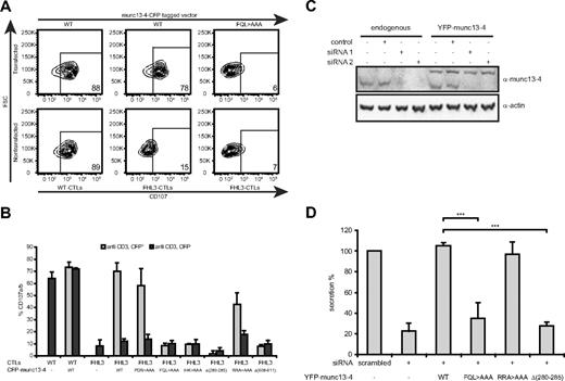 Figure 2. The munc13-4–rab27a interaction is required for degranulation. (A) CTLs from a control (WT-CTLs) or munc13-4–deficient patient (FHL3-CTLs) were transfected with CFP-munc13-4 wild-type (WT) or CFP-munc13-4 (FQL > AAA) mutant construct. In each experiment, the CFP+ (transfected) and CFP− (nontransfected) cell populations were tested for CD107 expression after stimulation with anti-CD3. Numbers indicate the percentage of degranulating CTLs. The data shown are representative of 3 independent experiments with similar results. (B) CTLs from a control (WT) or munc13-4–deficient patient (FHL3) were transfected with various CFP-munc13-4 constructs (WT or mutants) as indicated and the transfected (gray) and untransfected (black) cell populations were analyzed as in panel A. Values represent means ( ± SD) percentages of the CD107+ CTLs. The results shown are representative of 3 independent experiments with similar results. (C) RBL-2H3 cells with and without ectopically expressed YFP-munc13-4 were transfected with 2 siRNAs targeting different regions in rat munc13-4 by AMAXA nucleofection. Cell lysates were analyzed by Western blot with a polyclonal antibody against munc13-4 and a mAb against actin. (D) RBL-2H3 cells stably expressing indicated wild-type and mutant YFP-munc13-4 constructs were transfected with siRNA #2 or control siRNA as in panel A. Cells were activated as described in “Methods,” and β-hexosaminidase activity was determined colorimetrically. Percentage secreted is calculated as fraction of total amount of β-hexosaminidase activity present in a parallel dish of the same cell line that was not stimulated. We then set the extent of secretion in the cells treated with scrambled siRNA to 100%, and normalized the other results to this value. ***P < .005.