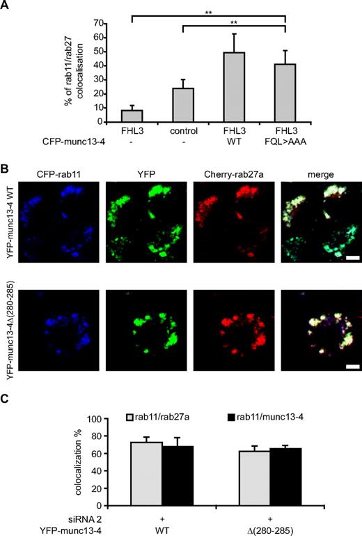 Figure 3. Endosome coalescence occurs independently of the munc13-4 rab27 complex. (A) Quantitative analysis of rab11-rab27a–overlapping structures in control or munc13-4–deficient (FHL3) CTLs coexpressing DsRed-rab11 and GFP-rab27a as described previously.10 FHL3 CTLs were also cotransfected with wild-type (WT) or the munc13-4(FQL > AAA) construct. Data represent statistical image analysis of 2-color pixel intensity correlation in all optical sections and are the average (± SD) of the overlapping surface calculated by computer-assisted image analysis of at least 10 cells. (B) Confocal microscopy of RBL-2H3 cells stably expressing CFP-rab11 (blue), Cherry-rab27a (red), and YFP-munc13-4 constructs (green); endogenous rat munc 13-4 was silenced with siRNA #2. (C) Quantitation of codistribution of rab11 with munc13-4 and rab27a. Colocalization was determined in 10 cells using Volocity as described in the “Methods,” and is displayed as a percentage of rab11 over munc13-4 (black) and rab11 over rab27a (gray). Error bars are SEM of 3 experiments. Scale bars indicate 5 μm. **P < .01.