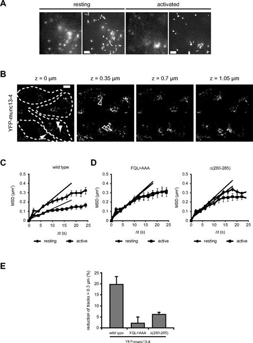 Figure 4. Docking of munc13-4 granules at the plasma membrane requires rab27. (A) TIRFM view of YFP-munc13-4 in resting and activated RBL-2H3 stably expressing Cherry-rab27a and YFP-munc13-4. White trajectories represent tracks of individual granules. Scale bar indicates 2 μm. (B) RBL-2H3 cells expressing YFP-munc13-4 were imaged with a confocal microscope using 0.35-μm slices. The smaller granules (closed arrowheads) that are observed in the TIRF view are predominantly found at the basal side of the cell (z = 0 μm), whereas the signal for the out-of-focus, larger granules in the background is indicated with open arrowheads. Note that the optical sections are ∼ 3 times thicker than the TIRF zone. The larger granules with diameter > 0.3 μm are distributed to the upper layers of the z-stack. Scale bar indicates 5 μm. (C) MSD versus Δtime plots of the tracks analyzed per cell (n = 15) in resting (●) or activated (■) Cherry-rab27a YFP-munc13-4–expressing cells of a representative experiment. Black lines indicate the slope of the first 8 seconds. (D) Same analysis as in panel C for Cherry-rab27a YFP-munc13-4(FQL > AAA) and Cherry-rab27a YFP-munc13-4Δ (280-285) cell lines. (E) Decrease in mobile vesicles after activation was analyzed per cell for 15 cells in 3 experiments and compared between wild-type munc13-4 and mutants that do not bind rab27.
