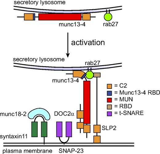 Figure 5. Hypothetical model for function of munc13-4 and rab27. Activation of cells targets munc13-4 and rab27 to each other's vicinity, establishing a specific domain on secretory lysosomes. Colocalization facilitates the interaction between the 2 proteins and, because rab27 and munc13-4 have independent membrane-binding determinants, their interaction enhances the affinity of the complex for the secretory lysosome membrane. At this point, the interaction with rab27 could fold munc13-4 in a conformation that allows the first C2 domain to bridge the apposing bilayers of secretory lysosome and plasma membrane.50 The complex can now serve as nucleation point or coincidence detection unit for interaction with other proteins important for secretory lysosome release. The C-terminal part of munc13-4 might bind to syntaxin-11 or engage Doc2α, which then interacts with SNAP-23, establishing a regulatory circuit for controlling a cognate SNARE complex for fusion with the plasma membrane. The interaction with rab27-GTP secures the recruitment of slp2 and other effectors involved in tethering the secretory lysosome to the plasma membrane. Loss of rab27 binding uncouples these events and interferes with degranulation.