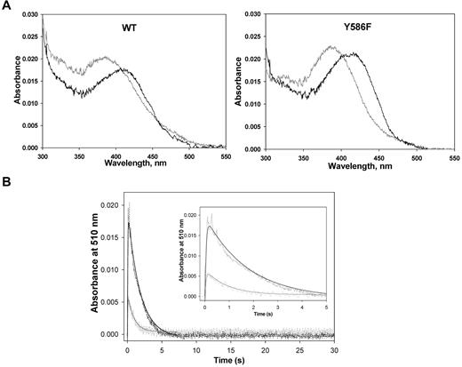 Figure 3. Enzymatic studies of the recombinant ALAS2 enzymes. (A) UV-visible absorption spectra (300-550 nm) of ALAS2 (WT) and Y586F2. Both proteins were at 2.0μM in 20mM HEPES, pH 7.5, containing 10% glycerol, and the spectra were recorded at 25°C. In both cases, the spectrum in gray is for the holoenzyme, whereas the black spectrum is for the holoenzyme in the presence of 100mM glycine. (B) Time courses for the reaction of WT ALAS2 (90μM; black) and Y586F (70μM; gray) with a mixture of glycine (100mM) and succinyl CoA (120μM) as monitored by following the changes in absorbance at 510 nm. The inset displays the first 5 seconds of the time courses. The collected data (dashed lines) were fitted to a 2-exponential equation with rate constants k1 and k2 for the formation and decay phases of the quinonoid intermediate (ie, 510-nm absorption species), respectively.27 The rate constants for the WT ALAS2-catalyzed reaction are k1 = 22.1 ± 1.1 seconds−1 and k2 = 0.57 ± 0.02 seconds−1, whereas for the Y586F-catalyzed reaction are k1 = 20.0 ± 3.2 seconds−1 and k2 = 1.11 ± 0.10 seconds−1.