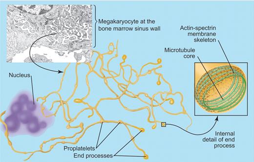 Platelet biogenesis. In vivo, megakaryocytes sit at the bone marrow sinus wall (top left), where they extend proplatelets into the vascular sinus. The membrane required for extension of the proplatelets is derived from the megakaryocyte invaginated membrane system. Proplatelets (shown in yellow) are formed by a microtubule mediated extension but also require reorganization of the actin-spectrin cytoskeleton for their formation. Platelet biogenesis occurs at the terminals of the proplatelets and is associated with the formation of platelet microtubule coils that may be linked to the actin-spectrin membrane skeleton. Electron micrograph by Fern Tablin. Professional illustration by Paulette Dennis.