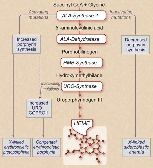 Abundant synthesis of heme during erythropoiesis is enabled by erythroid-specific genes or mRNA isoforms for the first 4 enzymatic steps in heme biosynthesis. Congenital erythropoietic porphyria (CEP) is caused by inactivating mutations in URO-synthase, the enzyme responsible for the synthesis of uroporphrynogen III. Activating mutations in ALA synthase-2 (ALAS-2) can cause X-linked erythropoietic protoporphyria or, as To-Figueras et al now show, can aggravate the clinical and laboratory phenotype of CEP. Inactivating mutations of ALAS-2 cause hereditary X-linked sideroblastic anemia. ALA indicates aminolevulinic acid; HMB, hydroxymethylbilane; URO I, uroporphrynogen I; and COPRO I, coproporphrynogen I. Professional illustration by Debra T. Dartez.