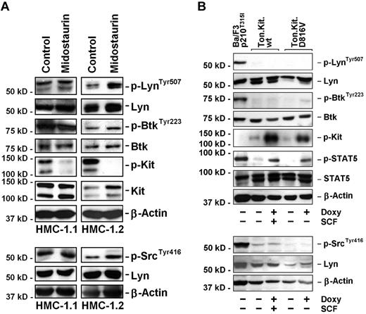 Figure 2. Effect of KIT D816V on Lyn and Btk activation in HMC-1 cells and Ba/F3 cells. (A) HMC-1.1 and HMC-1.2 cells were kept in control medium or in the presence of 1μM midostaurin for 4 hours. Thereafter, Western blot (WB) analysis was performed using Abs directed against p-LynTyr507, p-SrcTyr416, Lyn, p-BtkTyr223, Btk, and KIT. Moreover, the phosphorylation of KIT was analyzed by immunoprecipitation using an anti-KIT Ab followed by immunoblotting using an anti-phosphotyrosine Ab. The β-actin control is also shown. To confirm the specificity of this WB result, we also performed immunoprecipitation experiments using anti-Lyn Ab followed by immunoblotting with anti-pSrcTyr416 and anti-pLynTyr507 as well as anti-phospho-Ab 4G10. Again, midostaurin failed to suppress expression of p-Lyn (not shown). (B) Ba/F3 cells with doxycycline-inducible expression of wt KIT (Ton.Kit.wt) or KIT D816V (Ton.Kit.D816V) were kept in control medium or in the presence of doxycycline (doxy, 1 μg/mL) for 24 hours. In case of Ton.Kit.wt, SCF (100 ng/mL) was added to induce KIT phosporylation for 15 minutes. Thereafter, cells were harvested and subjected to Western blot analysis using an anti-phosphotyrosine Ab for detection of activated KIT and Abs directed against p-LynTyr507, p-SrcTyr416, Lyn, p-BtkTyr223, Btk, and phosphorylated STAT5 (p-STAT5) as well as total STAT5. Ba/F3 cells stably expressing BCR/ABL T315I (Ba/F3p210T315I) served as a positive control. The dual bands observed with Abs against Lyn and STAT5 in Ton.Kit.D816V cells may be explained by alternative splicing.