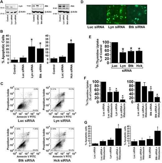 Figure 3. Effects of Lyn, Btk, and Hck siRNA of the viability and proliferation of HMC-1.2 cells. (A-E) HMC-1.2 cells were kept in control medium or transfected with siRNA directed against luciferase (Luc siRNA, 200nM) or siRNA against Lyn, Btk, or Hck (100-200nM each) using lipofectin as described in “Design and application of siRNA.” After 16 hours, cells were examined for Lyn, Btk, and Hck protein expression by Western blotting using Abs against Lyn, Btk, Hck, and β-actin (loading control; A). Cell viability and apoptosis in each condition were determined after 16 hours by light microscopy (B), combined annexin V/propidium iodide staining after 48 hours (C), or by TUNEL assay after 16 hours (D). Cell proliferation after 24 hours was determined by 3H-thymidine uptake (E). (F-G) HMC-1.2 cells were transfected with control siRNA (Luc siRNA) or 100nM Lyn or Btk siRNA as indicated. Four hours after transfection, cells were washed and resuspended in IMDM containing 10% FCS. Then, cells were kept for 24 hours in control medium or in the presence of 100nM midostaurin. Proliferation was determined by 3H-thymidine uptake (F), and the numbers of apoptotic cells by light microscopy (G). Results represent the mean ± SD of 3 independent experiments. *P < .05.