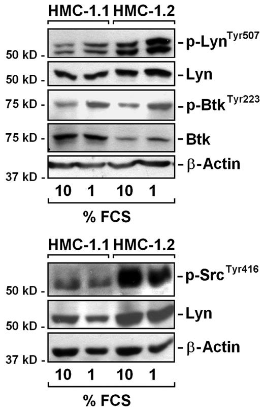 Figure 7. Activation of Lyn and Btk is not dependent on FCS in medium. HMC-1.1 and HMC-1.2 cells were kept in 1% or 10% FCS for 4 hours. Thereafter, the expression of Lyn, p-LynTyr507, p-SrcTyr416, Btk, and p-BtkTyr223 were analyzed by Western blotting. β-actin served as loading control.