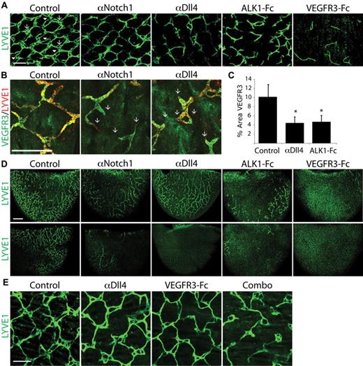 Figure 1. Inhibition of Notch1 and Dll4 signaling impairs lymphatic development. (A) Lymphatic network in the P7 tail dermis isolated from neonates treated with PBS (control), αNotch1, αDll4, ALK1-Fc, and VEGFR3-Fc. In all treatments, LYVE1 staining was imaged at saturation to highlight the entire lymphatic network. The arrow indicates the multiringed structures that are interconnected by 1 or 2 (arrowhead) lymphatic vessels that are inhibited by Notch1/Dll4 blockade. Scale bar represents 200 μm. (B) LYVE1 and VEGFR3 costaining of the P7 tail dermis isolated from neonates treated with PBS (control), αNotch1, and αDll4. The arrows indicate the failed connection multiringed structures in αNotch1- or αDll4-treated pups, observed by both LYVE1 and VEGFR3 expression. Scale bar represents 200 μm. (C) Quantification of VEGFR3 staining in the tail dermis isolated from P7 neonates treated with PBS (control), αDll4, and ALK1Fc. n = 3, *P < .05. (D) LYVE1 staining of P7 ear tissue from neonates treated with PBS (control), αNotch1, αDll4, ALK1-Fc, and VEGFR3-Fc. Top panels are the inner surface and the lower panels are the outer surface of the ear. Scale bar represents 500 μm. (E) LYVE1 staining of P8 tail dermis isolated from neonates treated with PBS (control), αDll4, VEGFR3-Fc, or combination of αDll4 and VEGFR3-Fc treatments. Scale bar represents 200 μm. In panels A, B, and D, pups were injected with 10 mg/kg proteins on P2 and P5. In panel E. pups were injected with 10 mg/kg αDll4 on P3 and P5, VEGFR3-Fc on P7, or combination of both treatments.