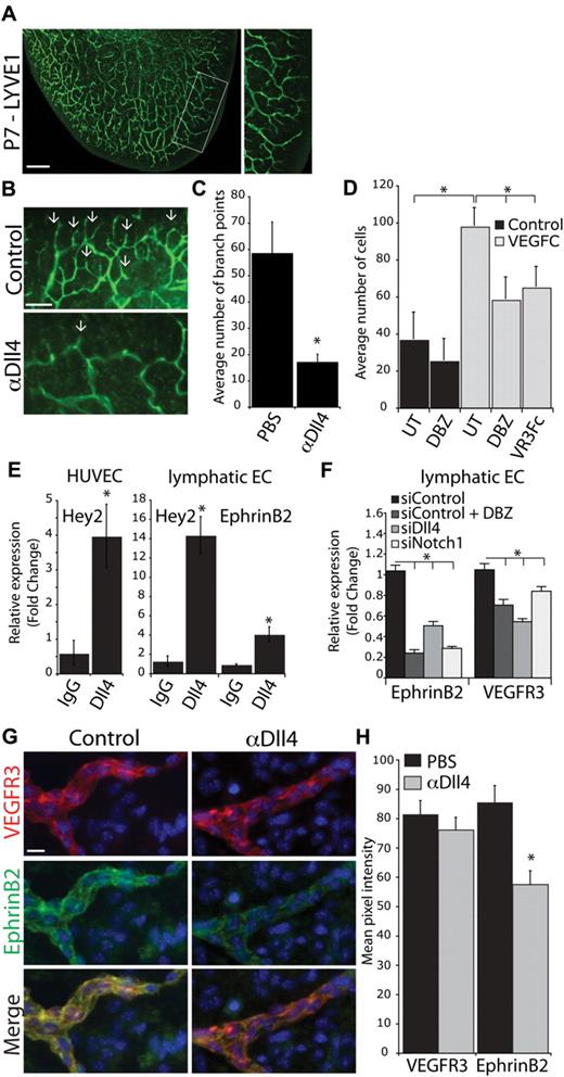 Figure 2. Notch1-Dll4 inhibition blocks sprouting and EphrinB2 expression in lymphatic vessels. (A) LYVE1 staining of the inner lymphatic network of a P7 ear. Box represents the area used for quantification of lymphatic branching. Scale bar represents 500 μm. (B) LYVE1 staining of the ear in control and αDll4 (10 mg/kg on P2/4) treated pups at P7. Arrows indicate sites of lymphatic sprouting. Scale bar represents 200 μm. (C) Quantification of the number of lymphatic branch points in PBS and αDll4 neonates (n = 5; P < .05). (D) LECs transwell migration assay toward VEGFC (300 ng/mL). Cells were either untreated (UT) or pretreated for 48 hours with 100nM DBZ before transwell assay. VEGFR3-Fc (10 μg/mL, VR3Fc) effectively inhibition of directed LEC migration toward VEGFC (n = 4; *P < .05). (E) qPCR analysis for Hey2 and EphrinB2 expression in lymphatic endothelial cells and HUVECs stimulated with human IgG or hDll4-Fc for 3 hours. (F) qPCR analysis for EphrinB2 and VEGFR3 expression in lymphatic endothelial cells treated with 100nM DBZ or transfected with siRNA targeting Dll4 or Notch1 (n = 3; *P < .05). (G) VEGFR3 and EphrinB2 costaining in P7 tail dermis isolated from neonates treated with PBS (control) or αDll4 (10 mg/kg on P2/5). Scale bar represents 10 μm. (H) Quantification of VEGFR3 and EphrinB2 expression in control and αDll4 treated pups (n = 3; *P < .01).