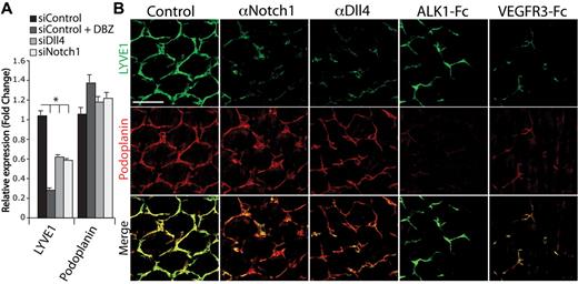 Figure 4. Regulation of lymphatic differentiation by the Notch pathway. (A) qPCR analysis for LYVE1 and podoplanin expression in lymphatic endothelial cells treated with 100nM DBZ or transfected with siRNA targeting Dll4 or Notch1 (n = 3; *P < .05). (B) LYVE1 (green) and podoplanin (red) staining of P7 tail dermis isolated from neonates treated with PBS (control), αNotch1, αDll4, ALK1-Fc, and VEGFR3-Fc (10 mg/kg on P2/5). Scale bar represents 200 μm.