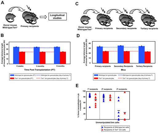 Figure 1. Mouse HSCs have a reservoir of telomeres sufficient to sustain their self-renewal during several cycles of serial transplantation. (A) Experimental protocol in which whole bone marrow (WBM) cells from either WT or Tert−/− mice were transplanted into lethally irradiated primary recipients and their telomere length monitored at various time points post transplantation (PT). (B) The average telomere length of donor-derived WT (blue bars) or Tert−/− (red bars) BM cells 6 weeks, 3 and 9 months PT within primary recipients. Dotted lines indicate the telomere length of donor WT (blue) or Tert−/− (red) BM cells on the day of the primary transplantation. Error bars denote SD. Nwt = 5 and Ntert−/− = 5 at 6-week, 3- and 9-month time point analysis. (C) Serial transplantation protocol of either WT or Tert−/− WBM cells. (D) The average telomere length of donor-derived WT (blue bars) or Tert−/− (red bars) BM cells measured at the time of each transplantation. Dotted lines indicate the telomere length of donor WT (blue) or Tert−/− (red) BM cells on the day of the primary transplantation. Error bars denote SD. Nwt = 6; 6; 4 and Ntert−/− = 6; 4; 2 at 3-month PT time point analysis of 1°, 2°, and 3° recipients, respectively. (E) Percent donor reconstitution in PB of primary, secondary and tertiary recipients (generated as described in panel C) transplanted with unmanipulated WT (blue triangles) and Tert−/− (red triangles) BM cells. Each triangle represents an individual recipient. Each horizontal line represents the mean percent donor reconstitution of at least 3 recipients.