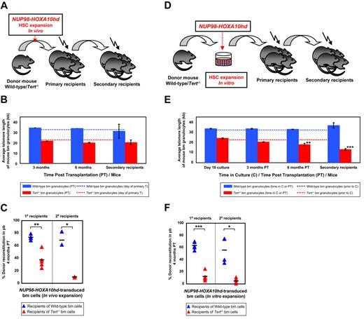 Figure 2. NA10hd effect on telomere maintenance and reconstitution activity of WT and Tert−/− HSCs. (A) Experimental protocol in which wbm cells from 5-FU pre-treated WT or Tert−/− mice were transduced with NA10hd and transplanted into lethally irradiated primary recipients. Six months later, donor-derived WBM cells from the primary recipients were transplanted into secondary recipients. (B) Average telomere lengths of donor-derived WT (blue bars) or Tert−/− (red bars) BM cells obtained 3 and 6 months PT from the primary recipients and 3 months PT from the secondary recipients. Dotted lines indicate the telomere length of donor WT (blue) or Tert−/− (red) BM cells before infection and primary transplantation. Error bars denote SD. Nwt = 2; 2; 2 and Ntert−/− = 2; 2; 3 at 3- and 6-month PT time point analysis of 1° and 3-month PT time point analysis of 2° recipients, respectively. (C) Percent donor reconstitution in the PB of primary and secondary recipients (generated as described in panel A) transplanted with NA10hd-transduced WT (blue triangles) and Tert−/− (red triangles) BM cells. Statistical significance was determined by application of the paired Student t test and is shown as *P < .05 or **P < .01. Each triangle represents an individual recipient. Each horizontal line represents the mean percent donor reconstitution of at least 3 recipients. (D) Experimental protocol in which WBM cells from 5-FU pre-treated WT or Tert−/− mice were transduced with NA10hd, expanded for 6 days in vitro and transplanted into lethally irradiated primary recipients. Six months later, donor-derived WBM cells from the primary recipients were transplanted into secondary recipients. (E) Average telomere lengths of donor-derived WT (blue bars) or Tert−/− (red bars) BM cells were obtained at the end of expansion in vitro, 3 and 6 months PT from the primary recipients and 3 months PT from the secondary recipients. Dotted lines indicate telomere lengths of donor WT (blue) or Tert−/− (red) BM cells before infection, in vitro expansion and primary transplantation. Error bars denote SD. Nwt = 2; 4; 4; 4 and Ntert−/− = 2; 4; 4; 5 at 10-day time point analysis of cultured cells, 3- and 6-month PT time point analysis of 1° and 3-month PT time point analysis of 2° recipients, respectively. Statistical significance was determined by application of the paired Student t test and is shown as **P < .01 or ***P < .005. (F) Percent donor reconstitution in the PB of primary and secondary recipients (generated as described in panel D) transplanted with NA10hd-transduced and in vitro expanded WT (blue triangles) and Tert−/− (red triangles) BM cells. Statistical significance was determined by the application of the paired Student t test and is shown as *P < .05 or ***P < .005. Each triangle represents an individual recipient. Each horizontal line represents the mean percent donor reconstitution of at least 3 recipients.