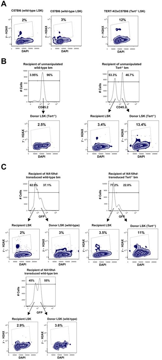 Figure 4. Primitive Tert−/− hematopoietic cells express elevated levels of γ-H2AX. Expression of γ-H2AX and DNA content were analyzed by flow-cytometry, within LSK subset of (A) Nonmanipulated WT and Tert−/− BM. (B) Recipient- (CD45.2−) and donor-derived (CD45.2+) BM from recipients reconstituted with nonmanipulated WT BM or Tert−/− BM; (C) Recipient- (GFP−) and donor-derived (GFP+) BM from recipients reconstituted with NA10hd-transduced and in vitro expanded either WT or Tert−/− BM cells.