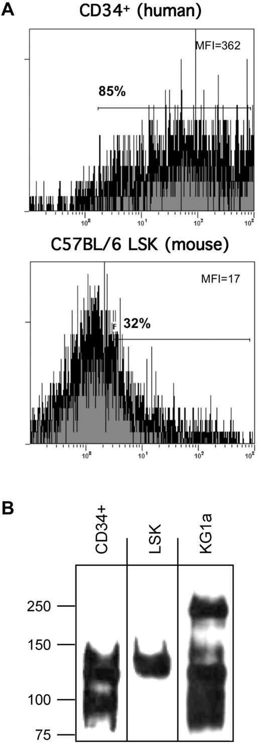 Figure 1. Analysis of E-selectin ligand expression on human CD34+ cells and mouse LSK cells. (A) Representative flow cytometric histograms of E-Ig staining of mouse LSK cells and human CD34+ cells. (B) E-Ig was used to immunoprecipitate E-selectin ligands from cell lysates of human CD34+ cells and mouse LSK cells. SDS-PAGE–resolved material was subsequently immunoblotted with E-Ig.