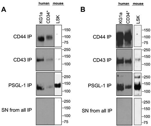 Figure 2. HCELL is the predominant E-selectin ligand on human CD34+ cells, whereas CLA is the predominant E-selectin ligand on mouse LSK cells. Western blot analysis of CD44, CD43, and PSGL-1 immunoprecipitated from cell lysates of human KG1a cells, human CD34+ cells, and mouse LSK cells, stained with E-Ig (A) and HECA-452 mAb (B). As shown here, whole cell lysates of human and mouse cells were initially exhaustively immunoprecipitated using mAb directed to PSGL-1; after clearance of PSGL-1, the residual lysate was exhaustively immunoprecipitated with anti-CD43 mAb and then followed by anti-CD44 mAb. Similar results were obtained when the order of the glycoproteins immunoprecipitated was varied. No detectable signal for PSGL-1, CD43, or CD44 was observed in lysate(s) after removal of the target glycoprotein(s) indicating that immunoprecipitation depleted the respective glycoprotein(s) from lysate(s). The absence of residual HECA-452 and E-Ig reactivity after exhaustive immunoprecipitation indicates that no other glycoprotein(s) appear to be detected as E-selectin ligands within the respective HSPC-enriched populations. Data shown in supplemental Figure 2 corroborate this conclusion. Results shown are representative of 6 separate experiments.